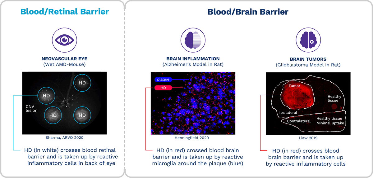 blood/retinal barrier vs. blood/brain barrier