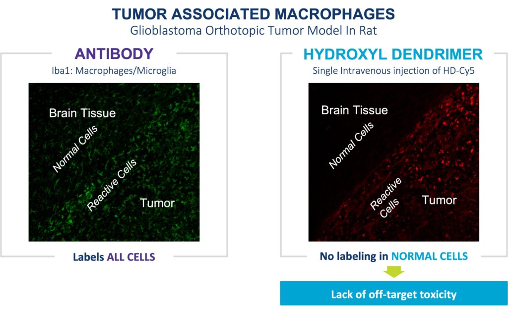 Tumor Associated Macrophages